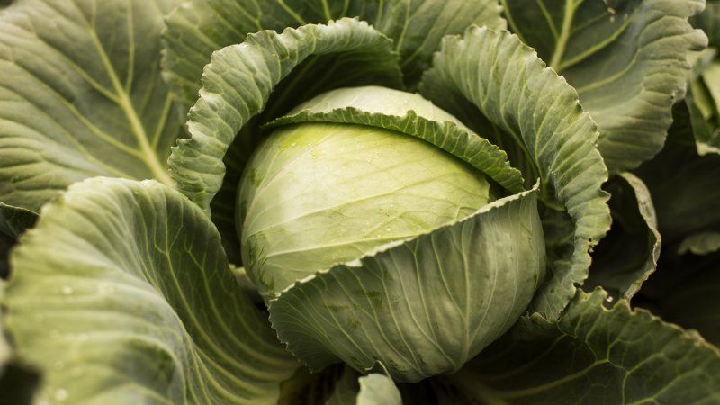 Repollo, la verdura antienfermedades